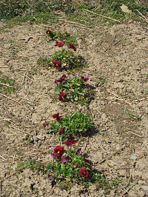 pansy mulched